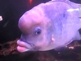 Рыба с губами Анжелины Джоли