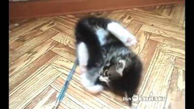 Коты и собаки. Разница на лицо.