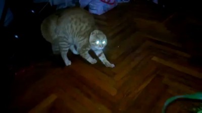 Кот не любит цветы)))))