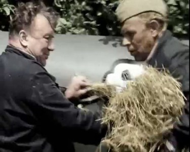 В бой идут одни старики - Сена маловато жрет много