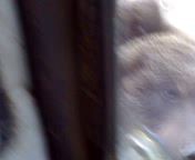 Медвежата и экскаватор