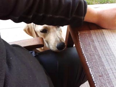 Лабрадор просит еду