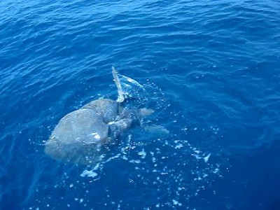 Килибога,- свадьба черепах на Шри-Ланке.