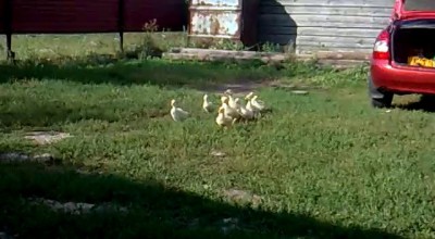 Гусиная армия