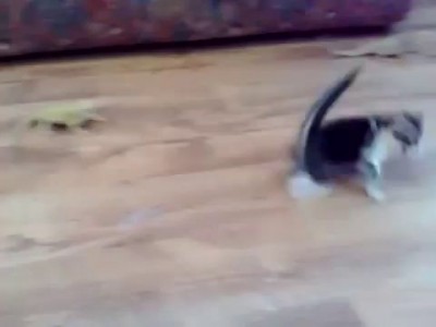 Котенок испугался