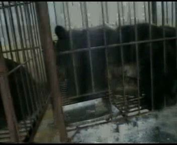 собакоедение в китае