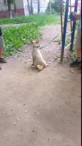 собака чешет жопу