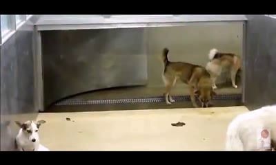 Японская собака ловля ...