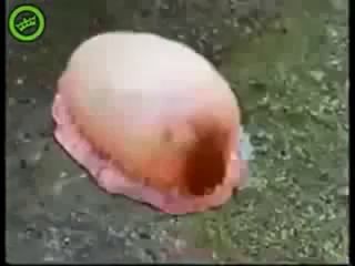 медуза и кока кола!!