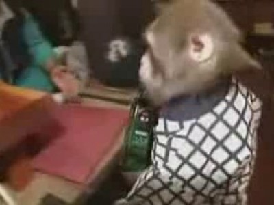 Макаки-официанты в японском баре