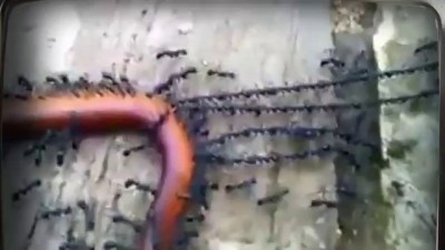 Как мурави червяка тащили...