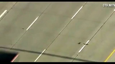 Camera crews captured family of ducks tries to cross highway