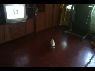 Как я котейку дрессировал