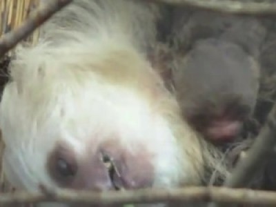 Детеныш Двухносого ленивца Хоффмана