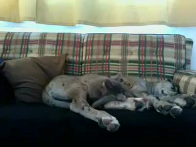 Kitten playing with Great Dane