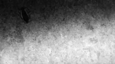 Terra Formars - Monster - Skillet