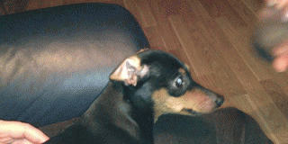 gif_28