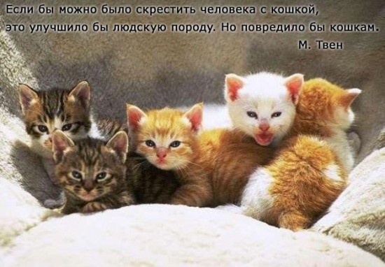 кошки