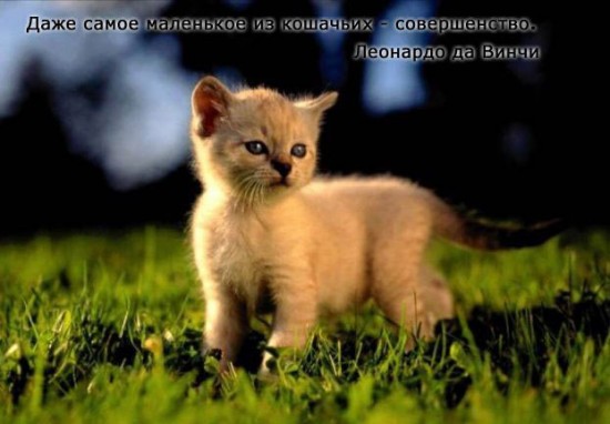 кошки