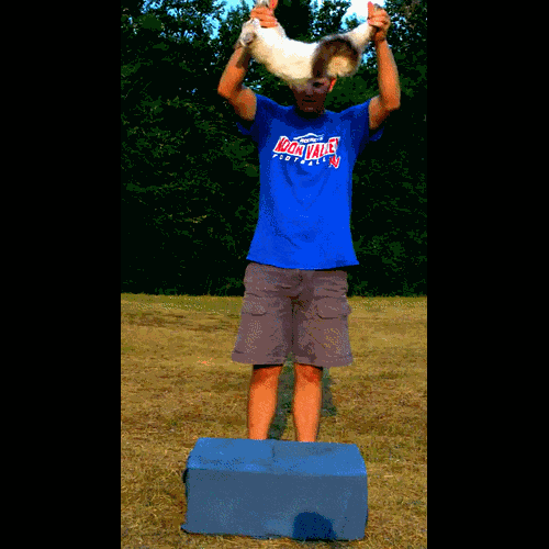 -Пиксель-арт-кот-живность-1696118