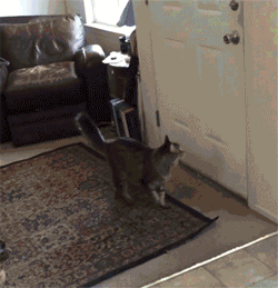 -живность-милота-1697616