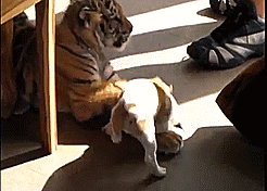 Тигр и собака