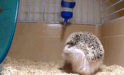 hedgehog_1