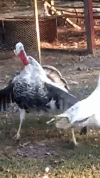 aadf4eb12765817fd1d229c20347d721