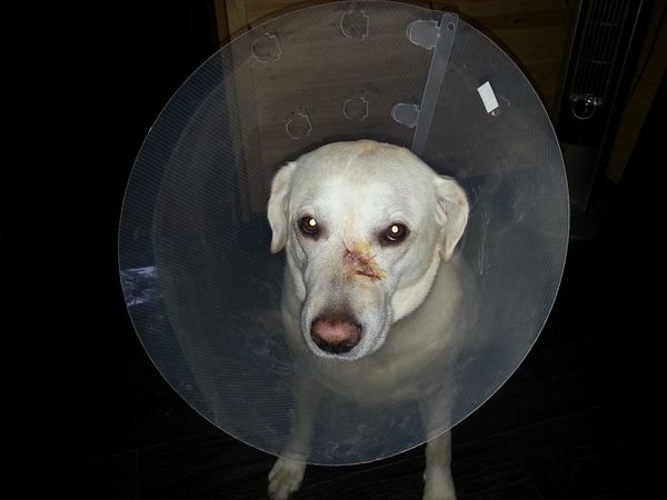 Котики,котики...не любим мы больше котиков.