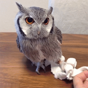 Сова гироскоп