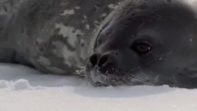seal_death
