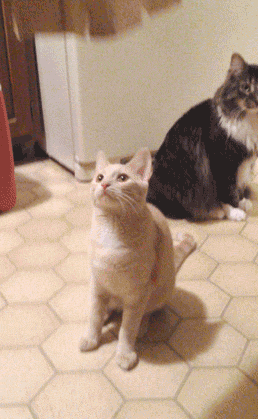 Кот и коробка