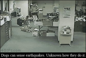 gifs_08
