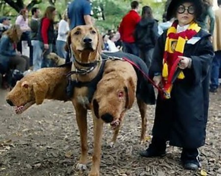 dog-costumes-3-450x358