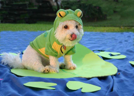 dog-costumes-6