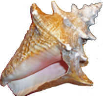 conchshell