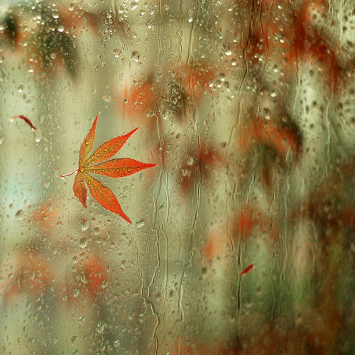 forum_allavatars_ru_rain_2008_7