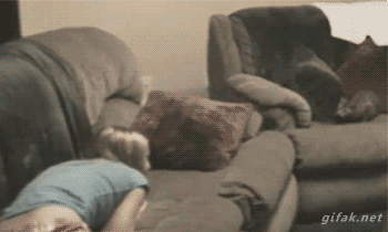 -котэ-живность-1791568