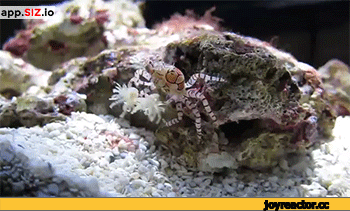 D0B3D0B8D184D0BAD0B8D0BAD180D0B0D0B11771103