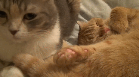 -гифок-гифки-живность-коты-1791894