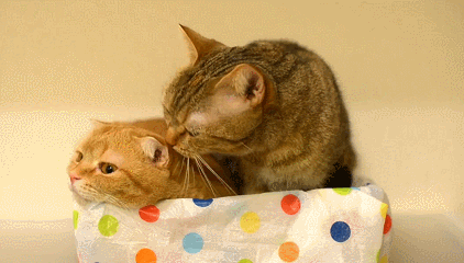 -гифок-гифки-живность-коты-1791898