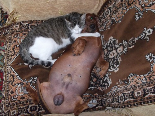 DSCF1476_yapfiles.ru