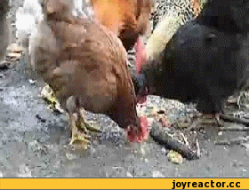 105353778_gifkikuruymakrosuypetushok204695