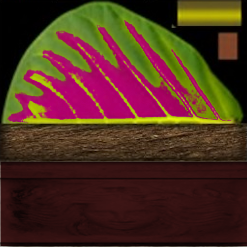 koleus