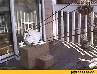 Белка летяга