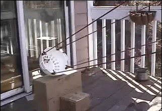 Белка летяга