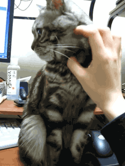 Котик