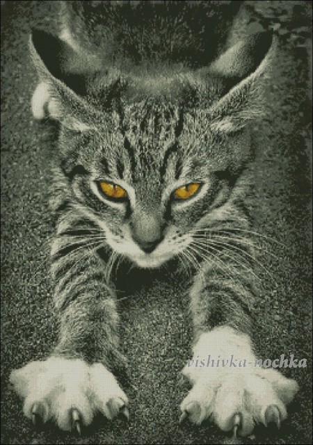 PhotoKot1