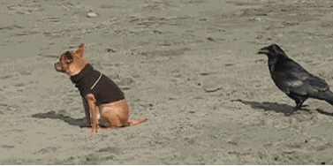 1389700739_gifkismeshnyegifkianimashki_3597341070