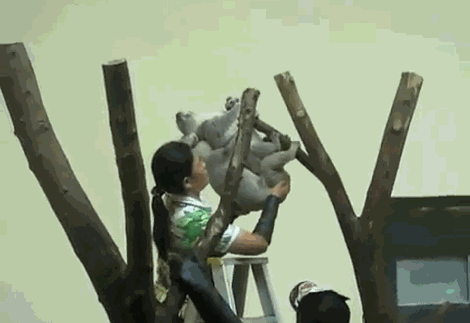 Коалодержатель